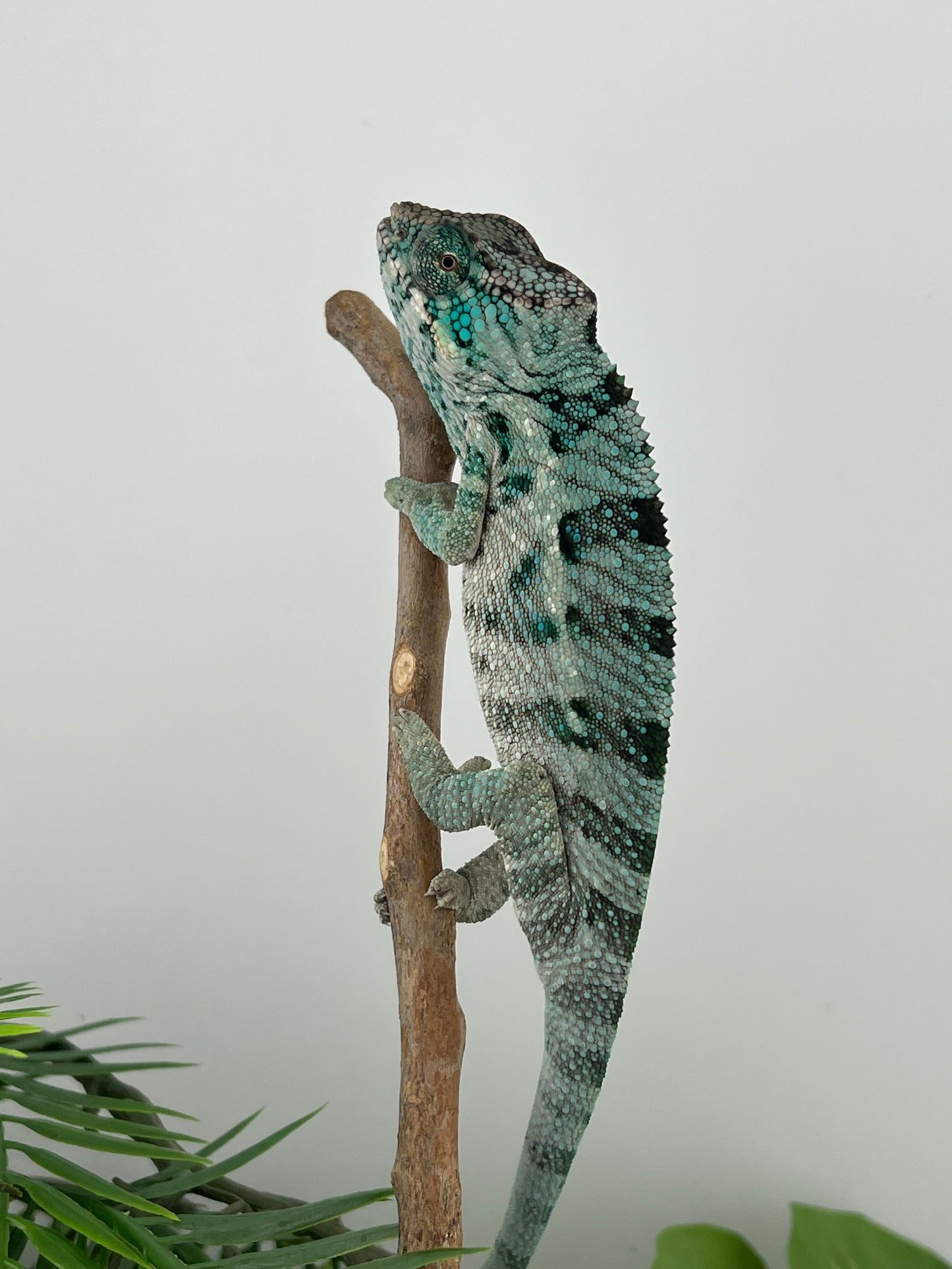 Male Ambanja AB-67