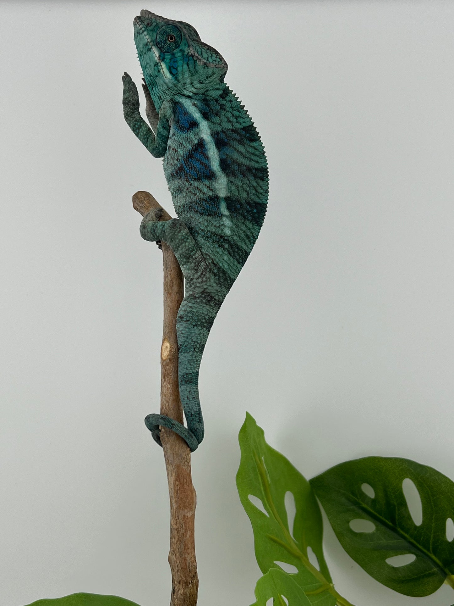 Male Ambanja AB-62
