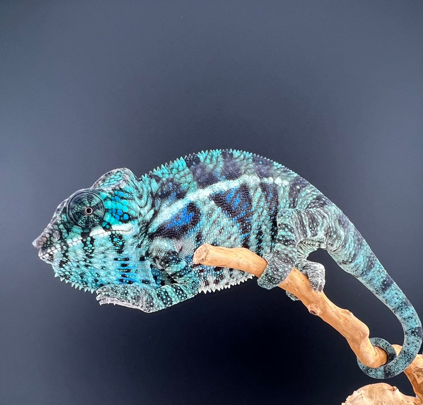 Male Ambanja AB-62