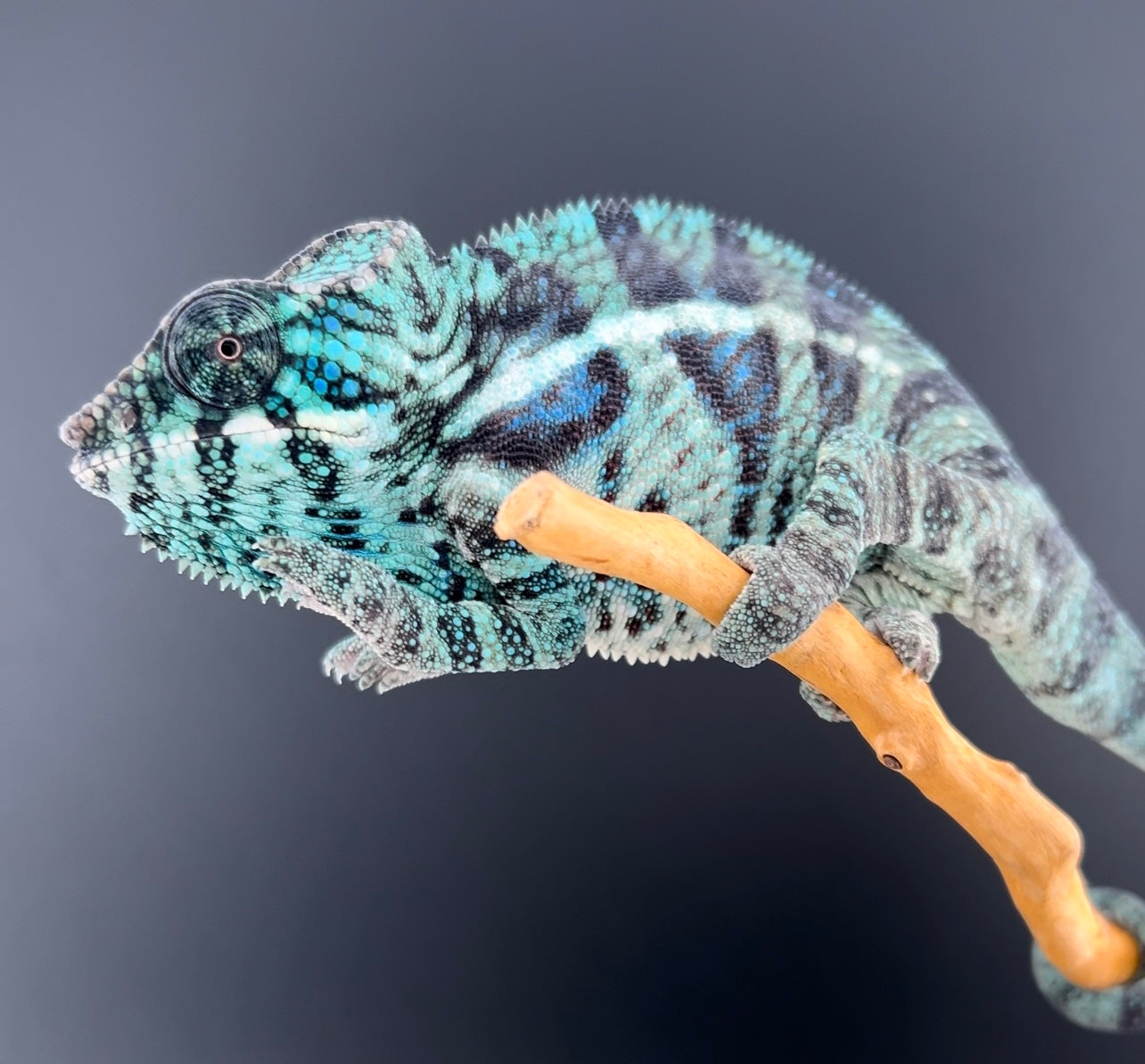 Male Ambanja AB-62