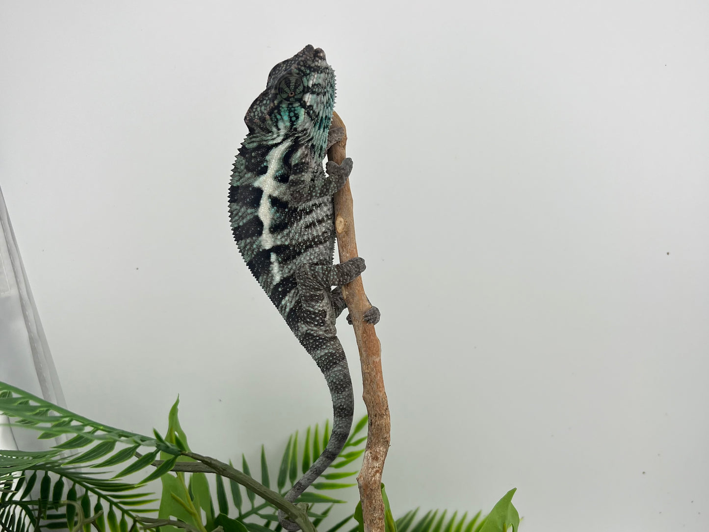 Male Ambanja AB-68