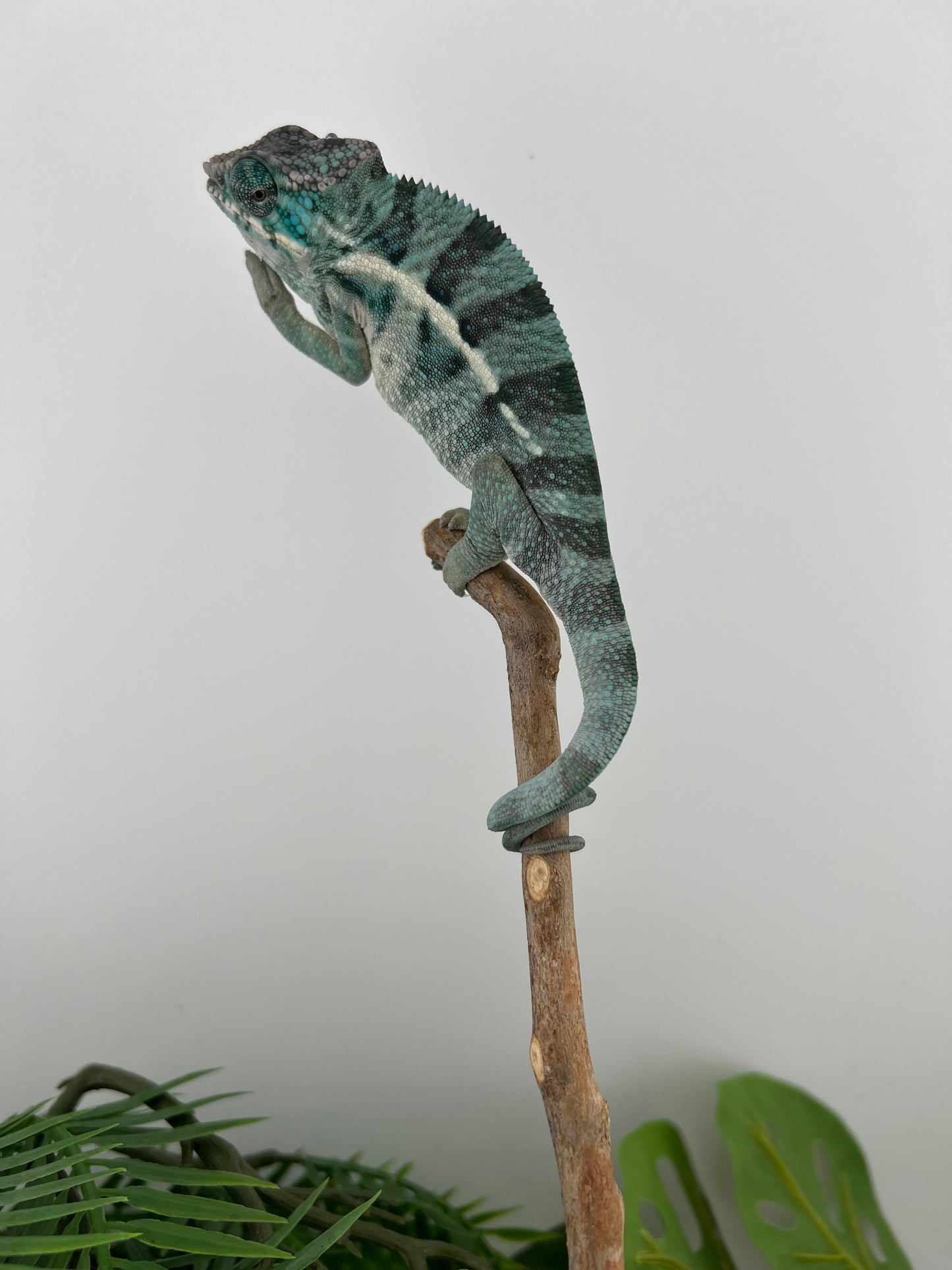 Male Ambanja AB-71