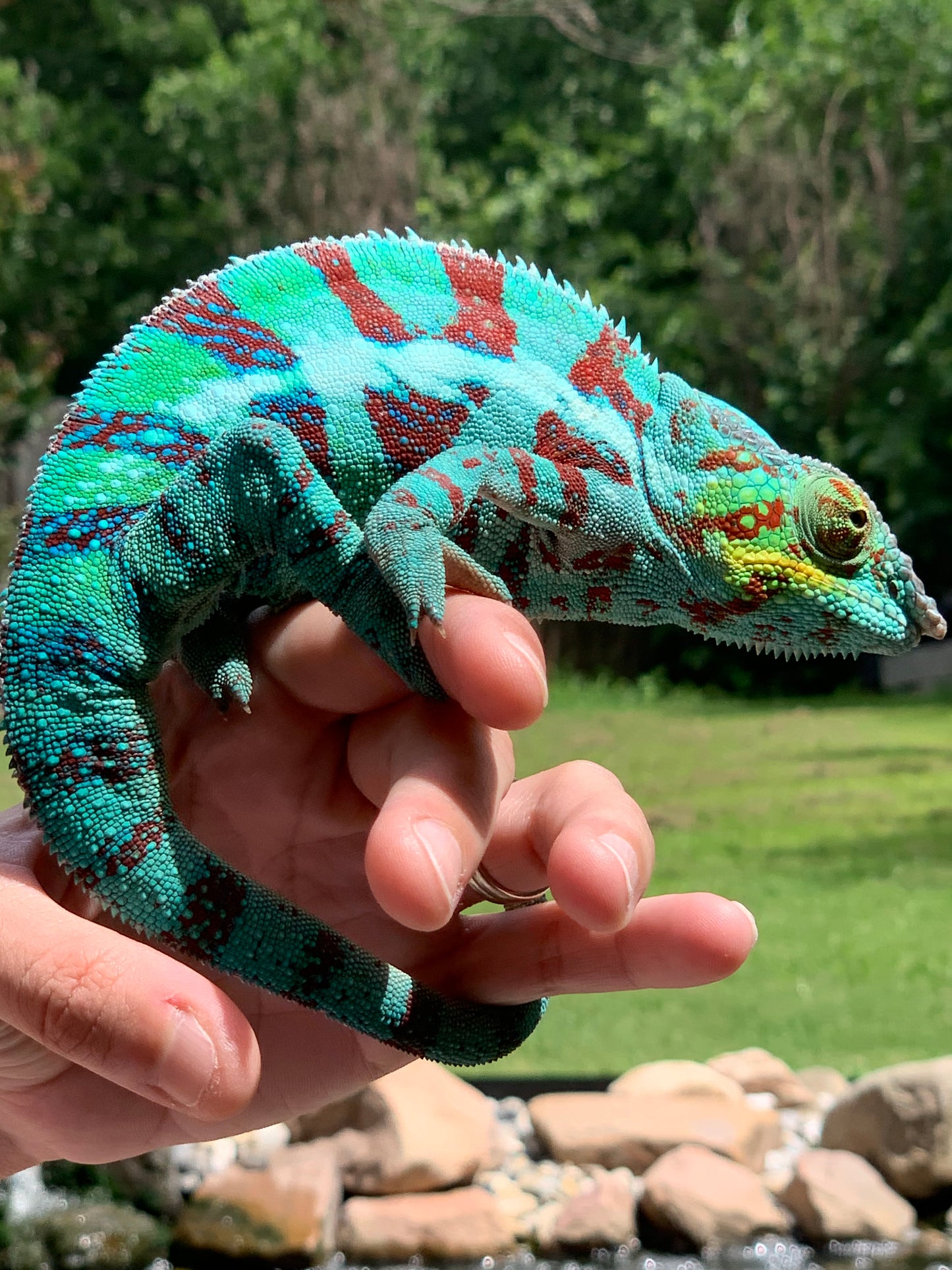 Male Ambanja AB-62