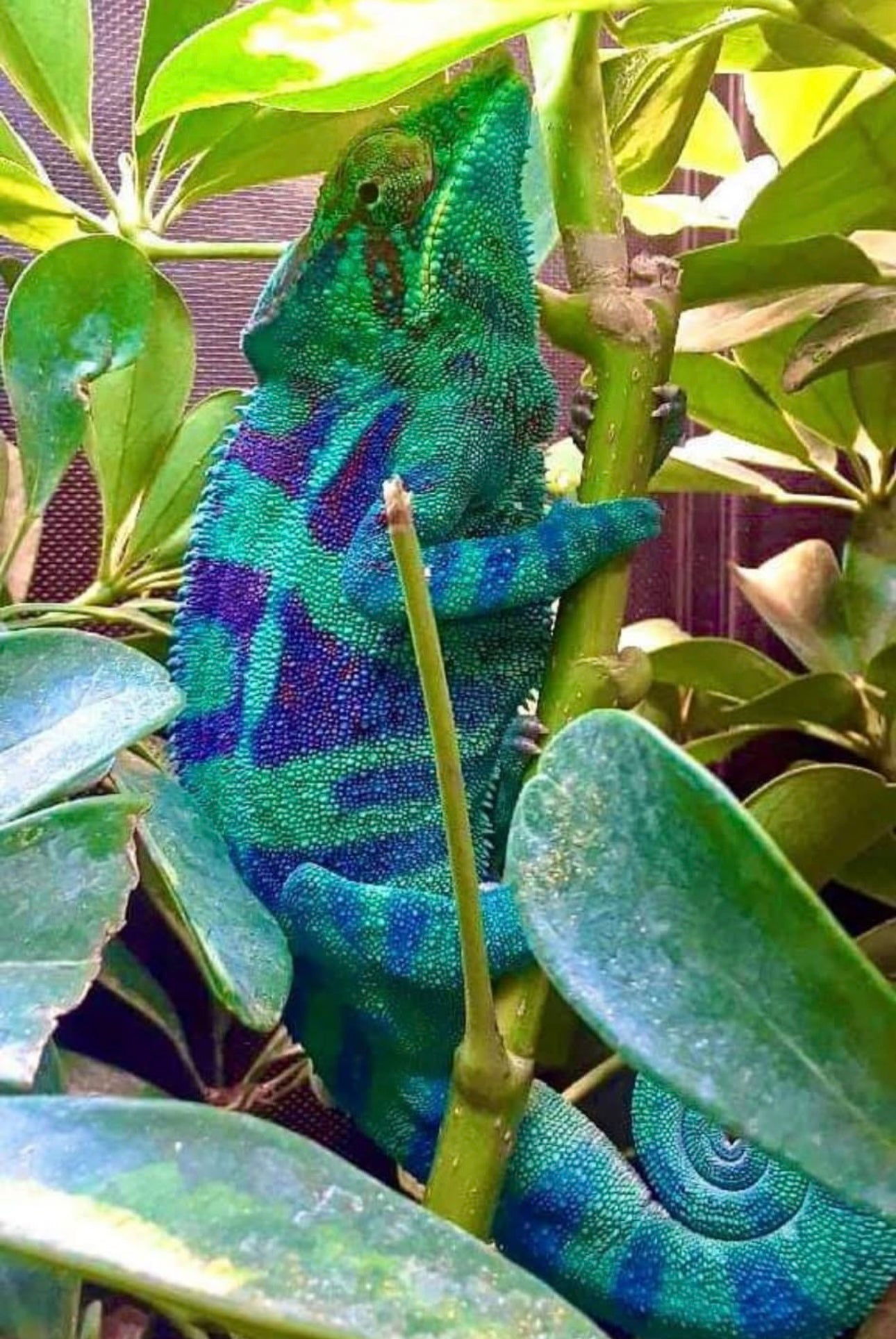 Ambanja Male AP-39