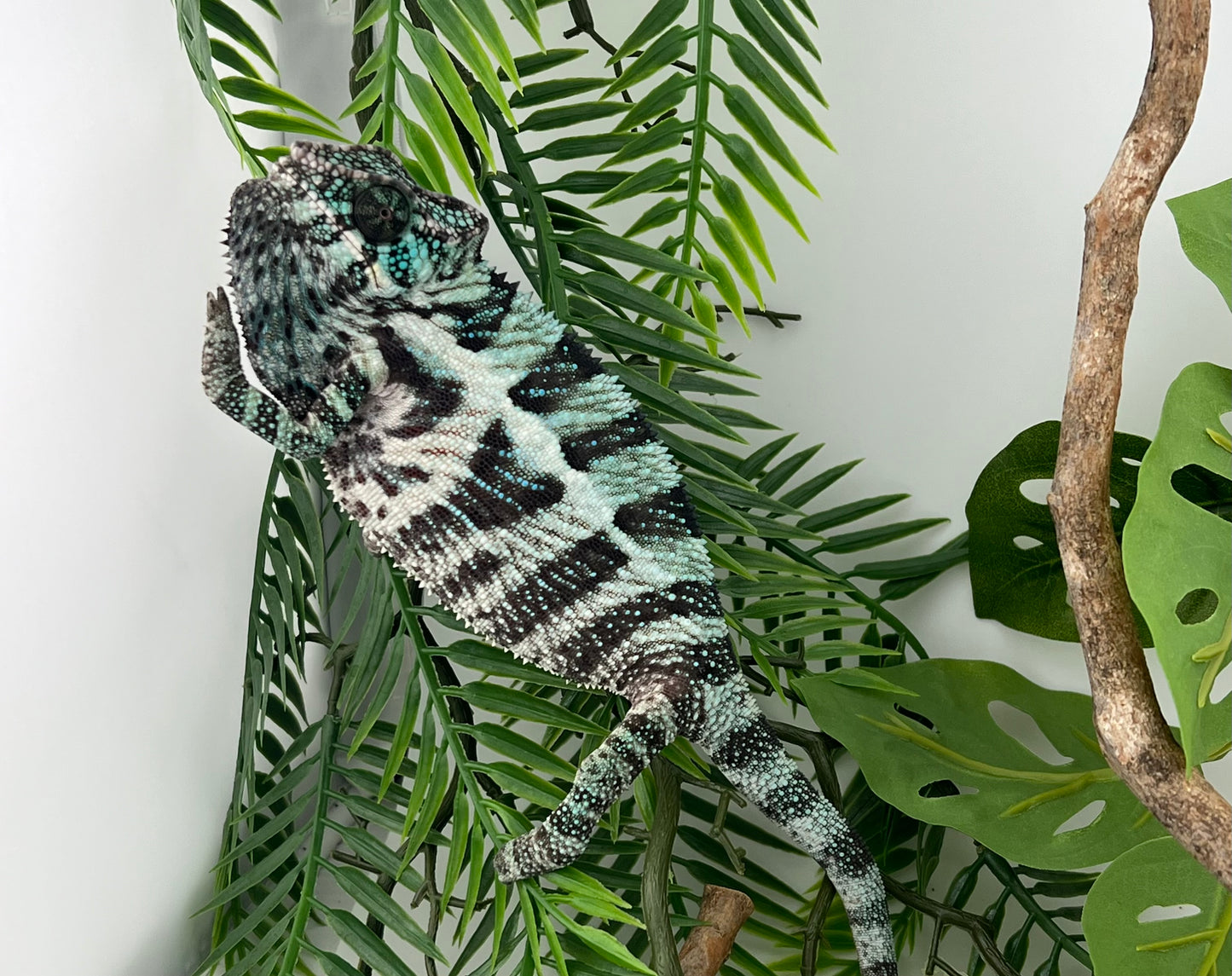 Male Ambanja AB-63