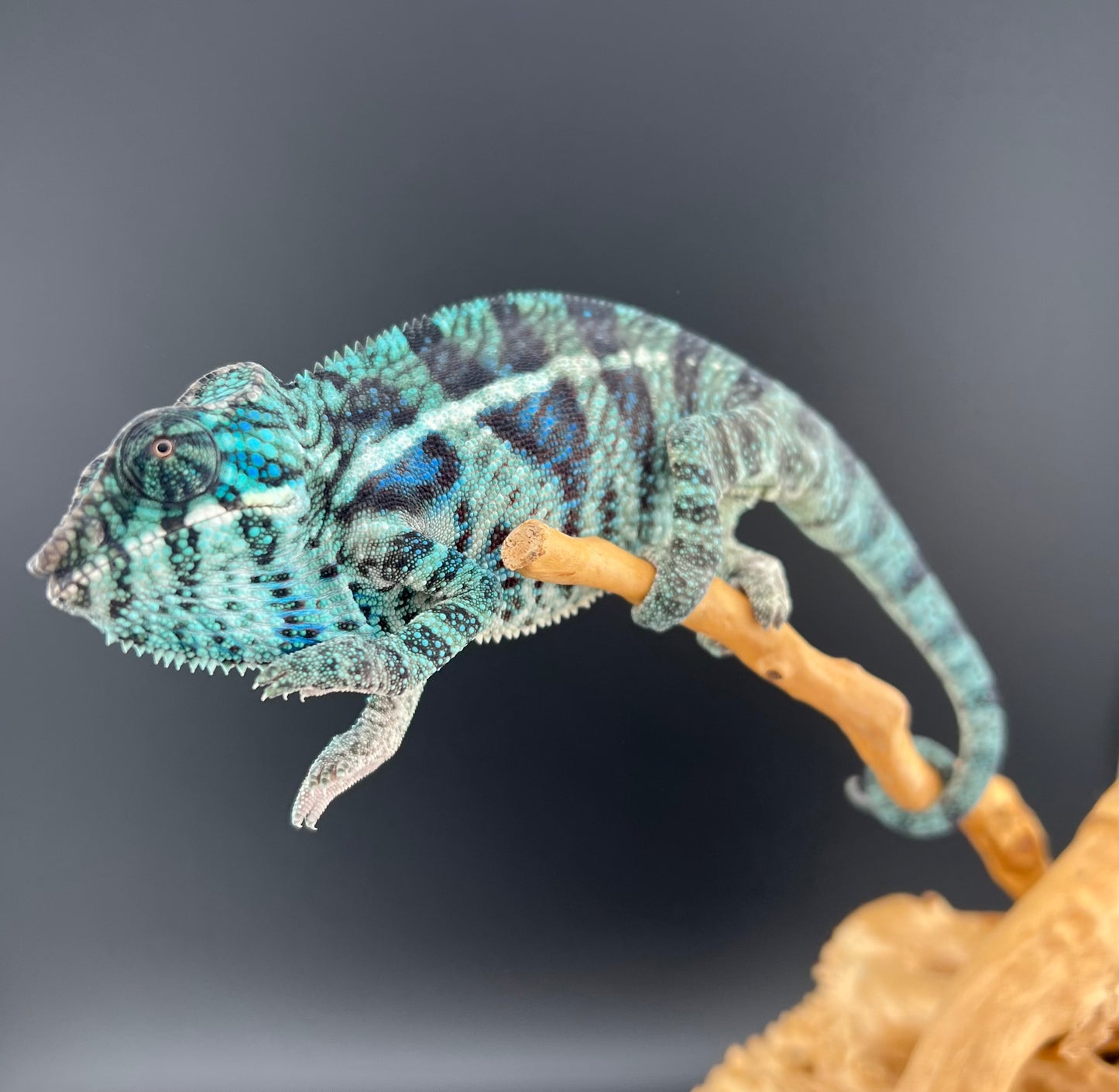 Male Ambanja AB-62