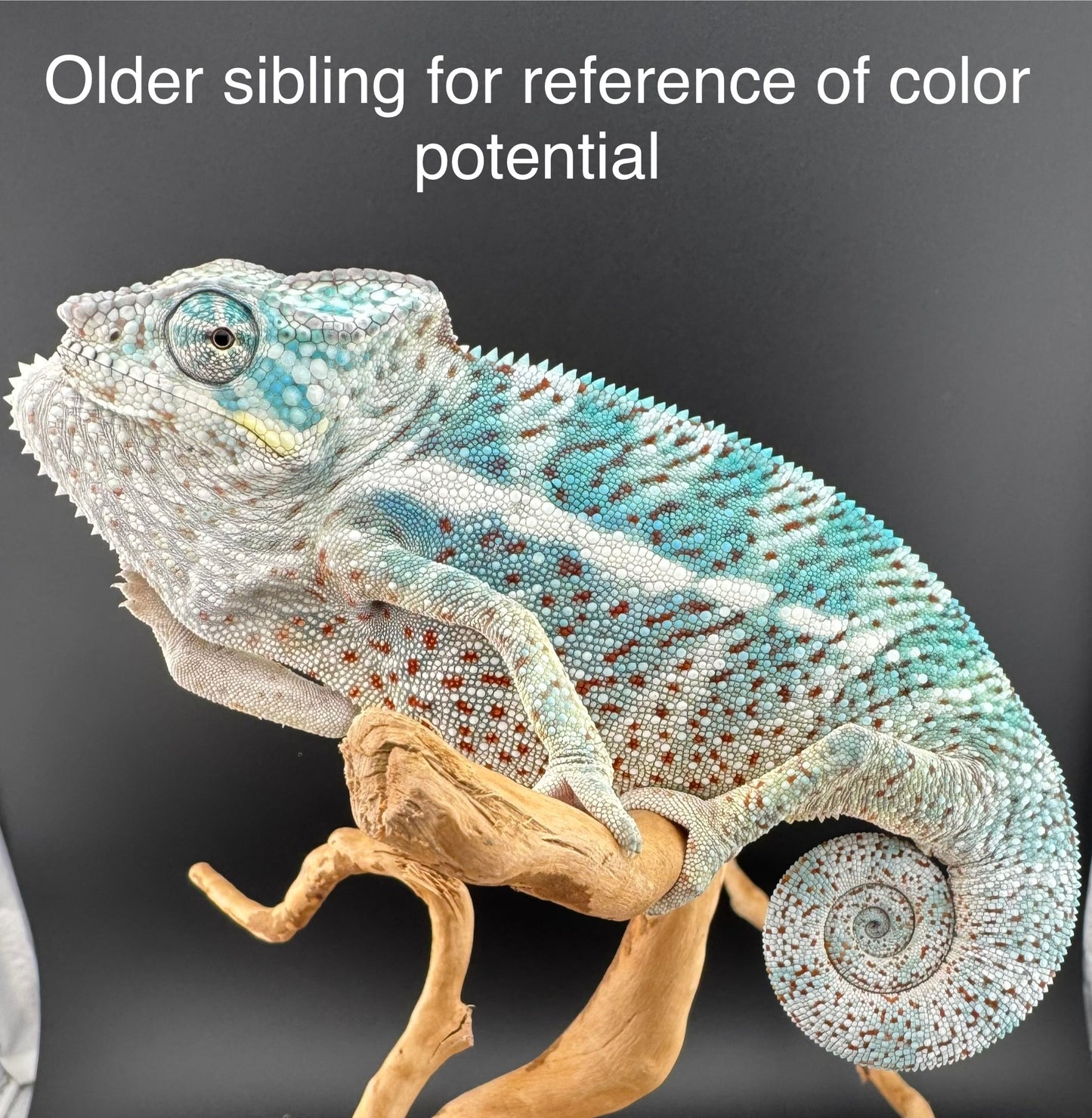 PN-13 Nosy Faly Male