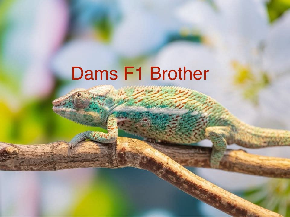 F1 Nosy Faly Male PN-5