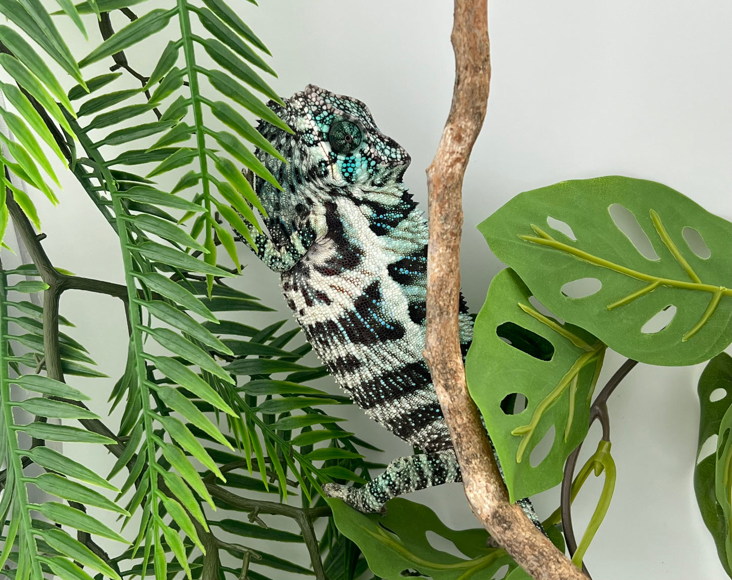 Male Ambanja AB-63
