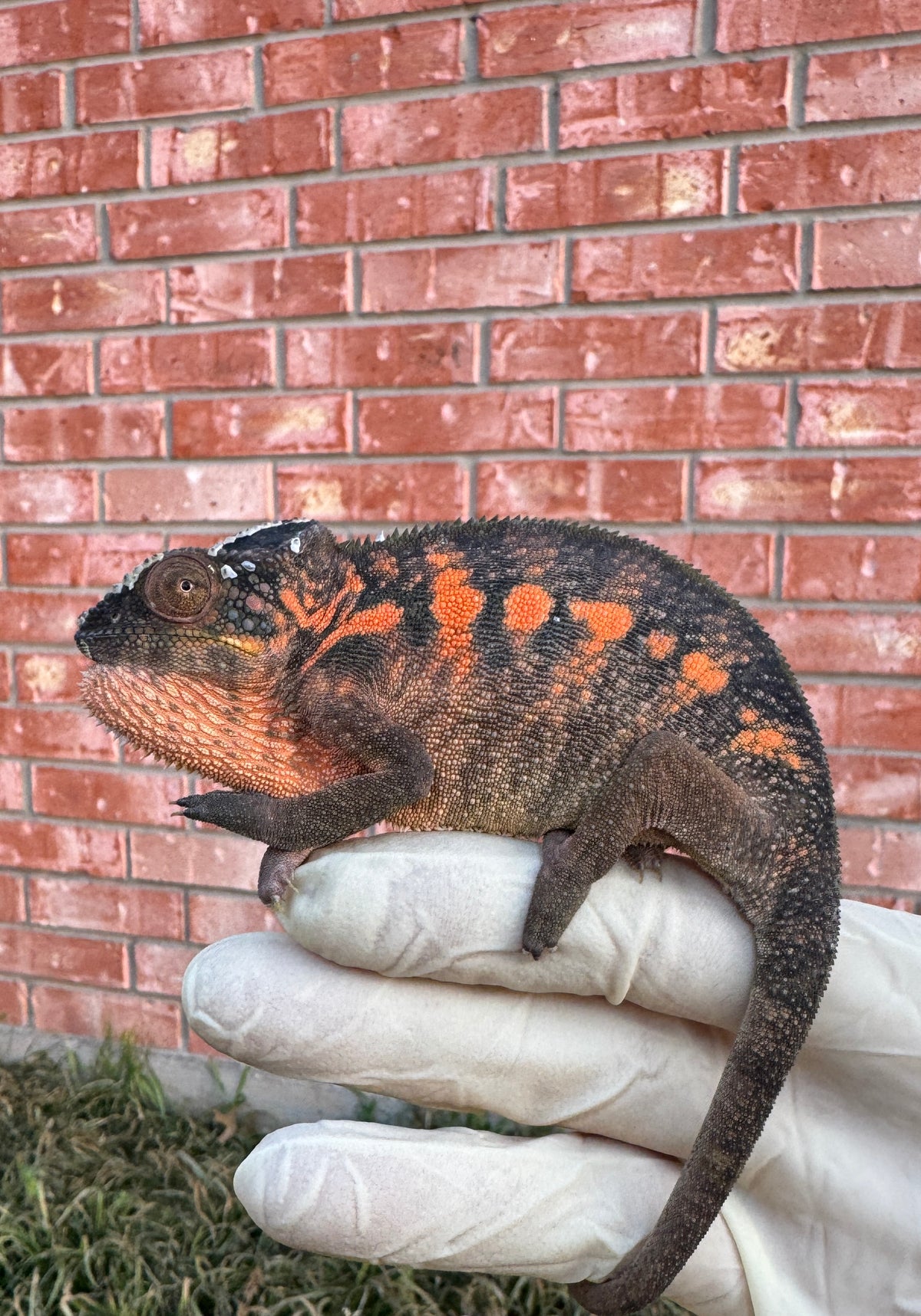TY-2 Ambanja Male