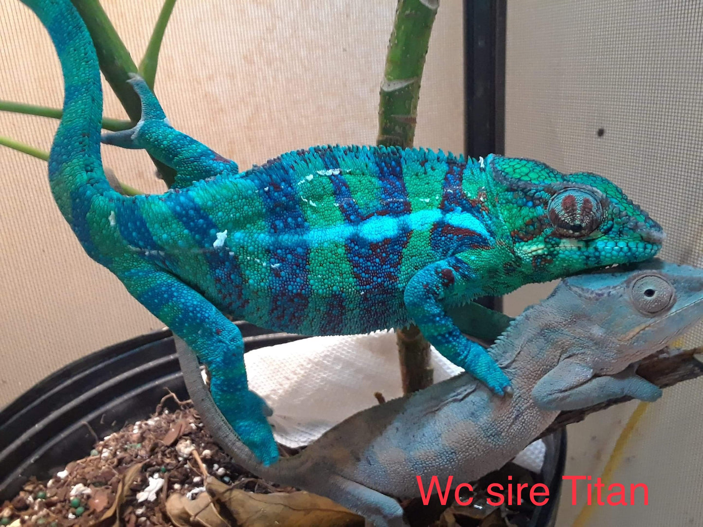 Ambanja Male AP-34