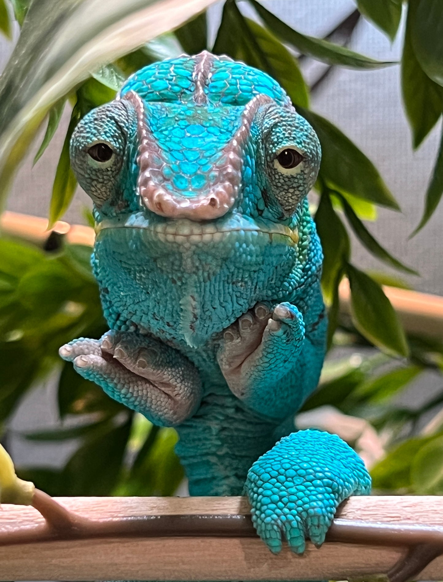 ST-10 True Blue Nosy Be Male