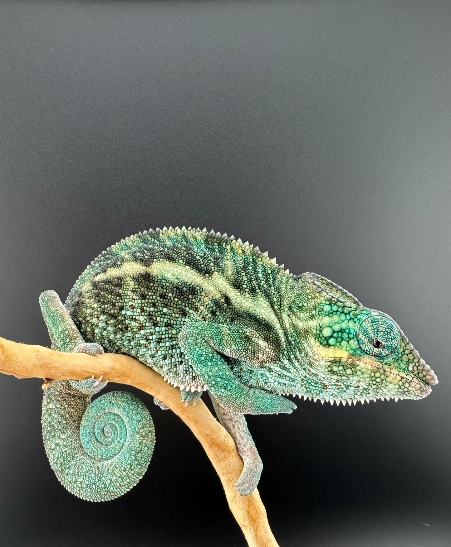 Nosy Faly Male TN-10