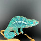PN-34 Nosy Faly Male