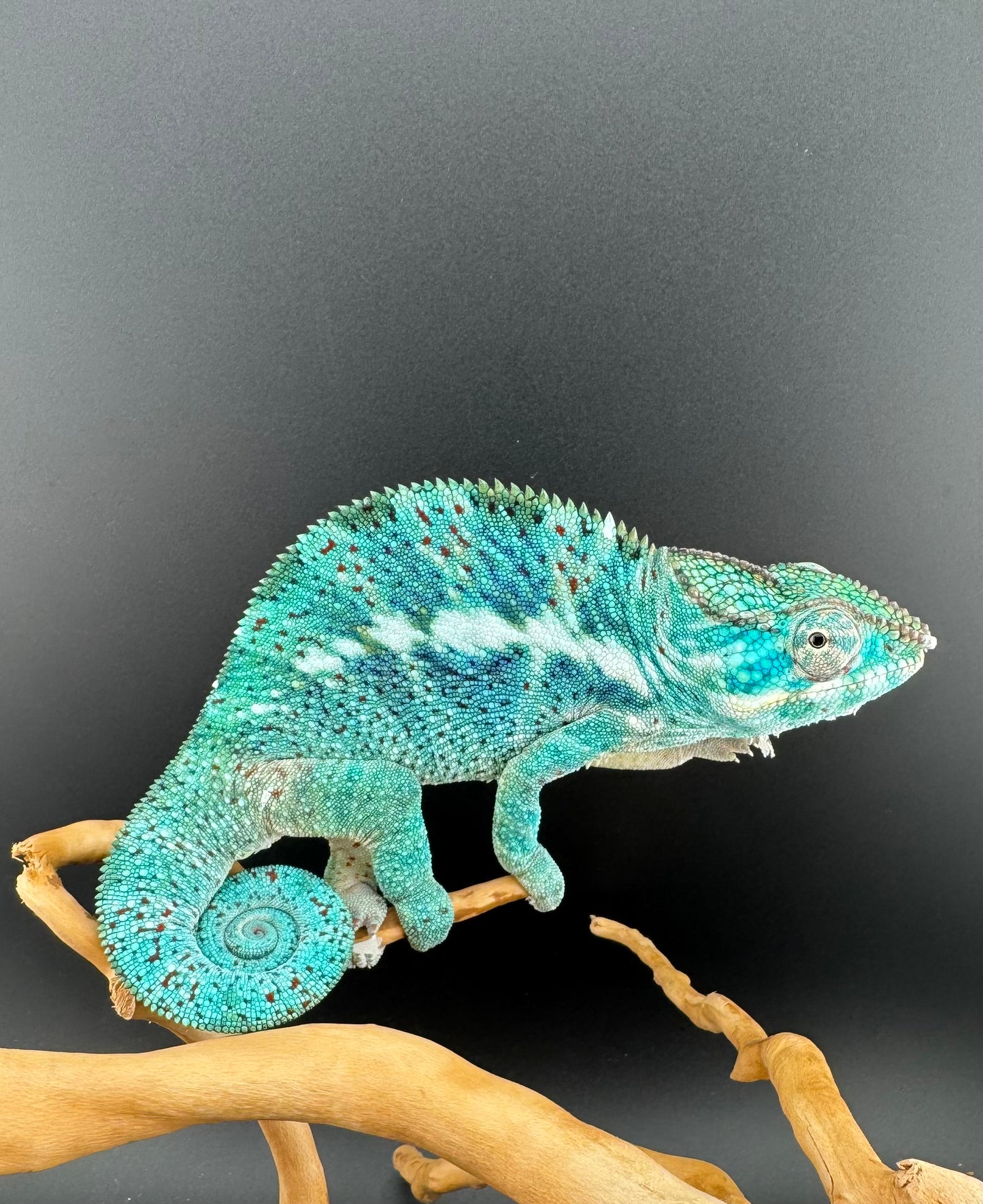 PN-34 Nosy Faly Male