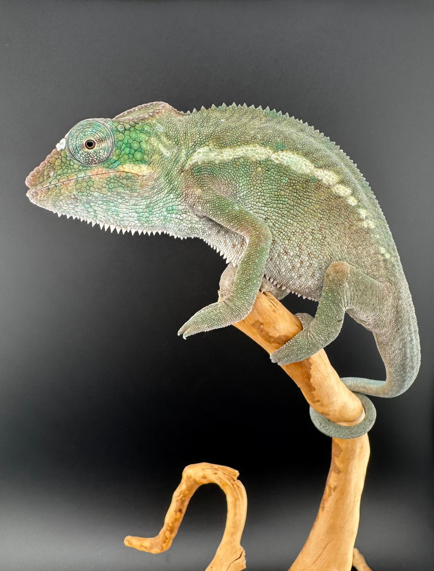 Nosy Faly Male TN-10