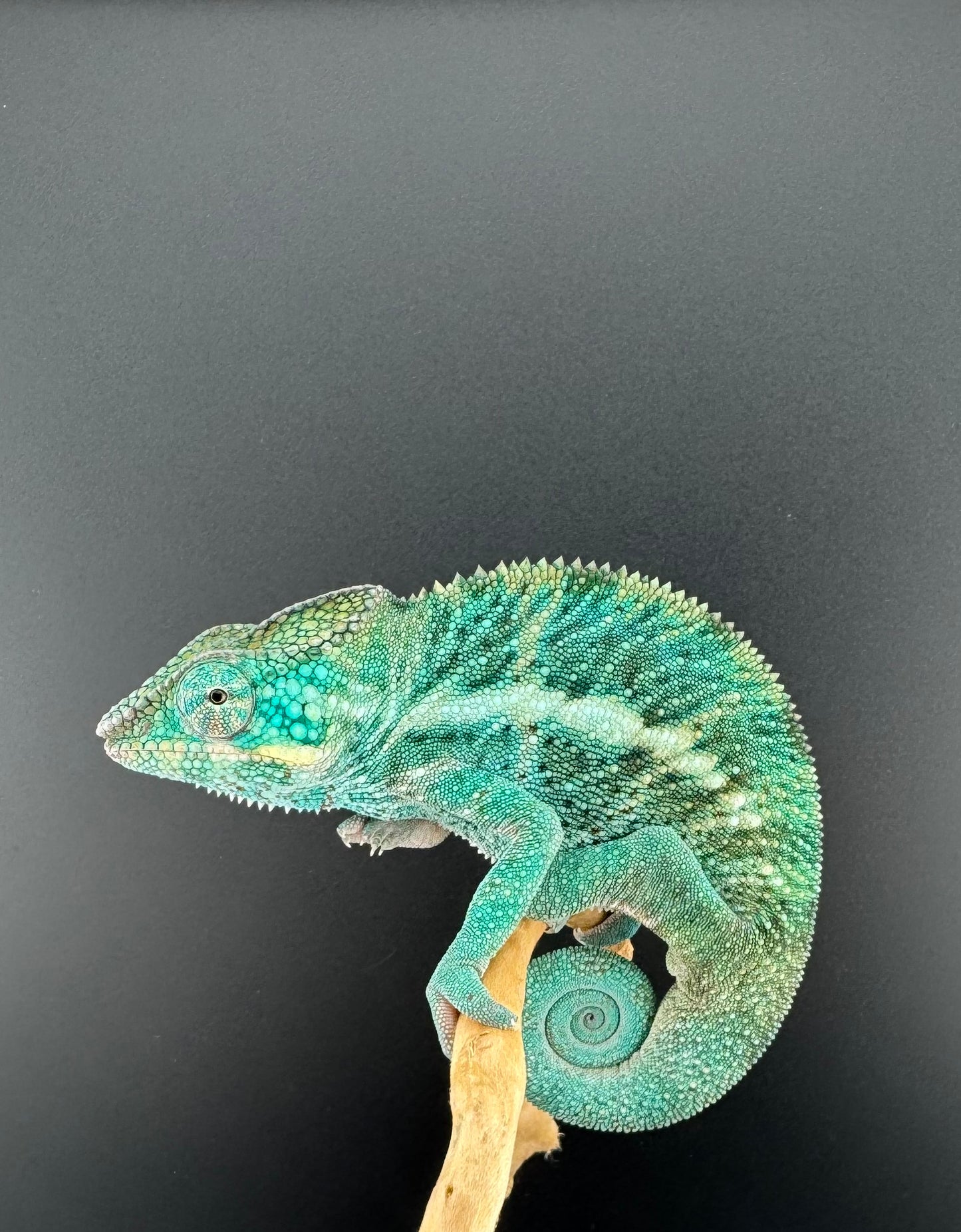 Nosy Faly Male TN-10