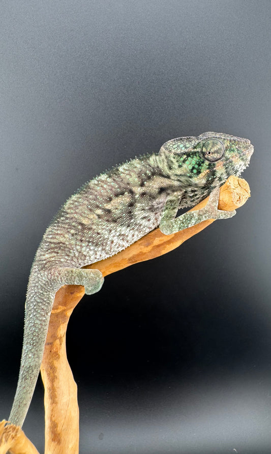 PN-33 Nosy Faly Male