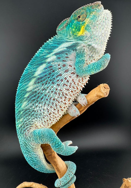 F1 Nosy Faly Male PN-5