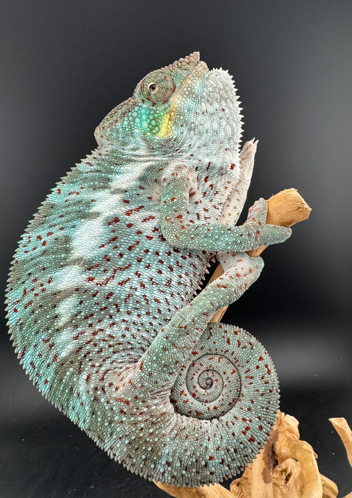 PN-11 Nosy Faly Male