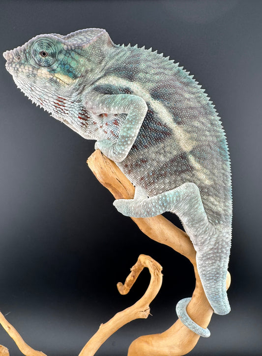 AB-98 Ambanja Male