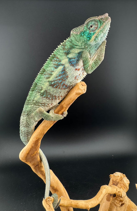 AP-30 Ambanja Male