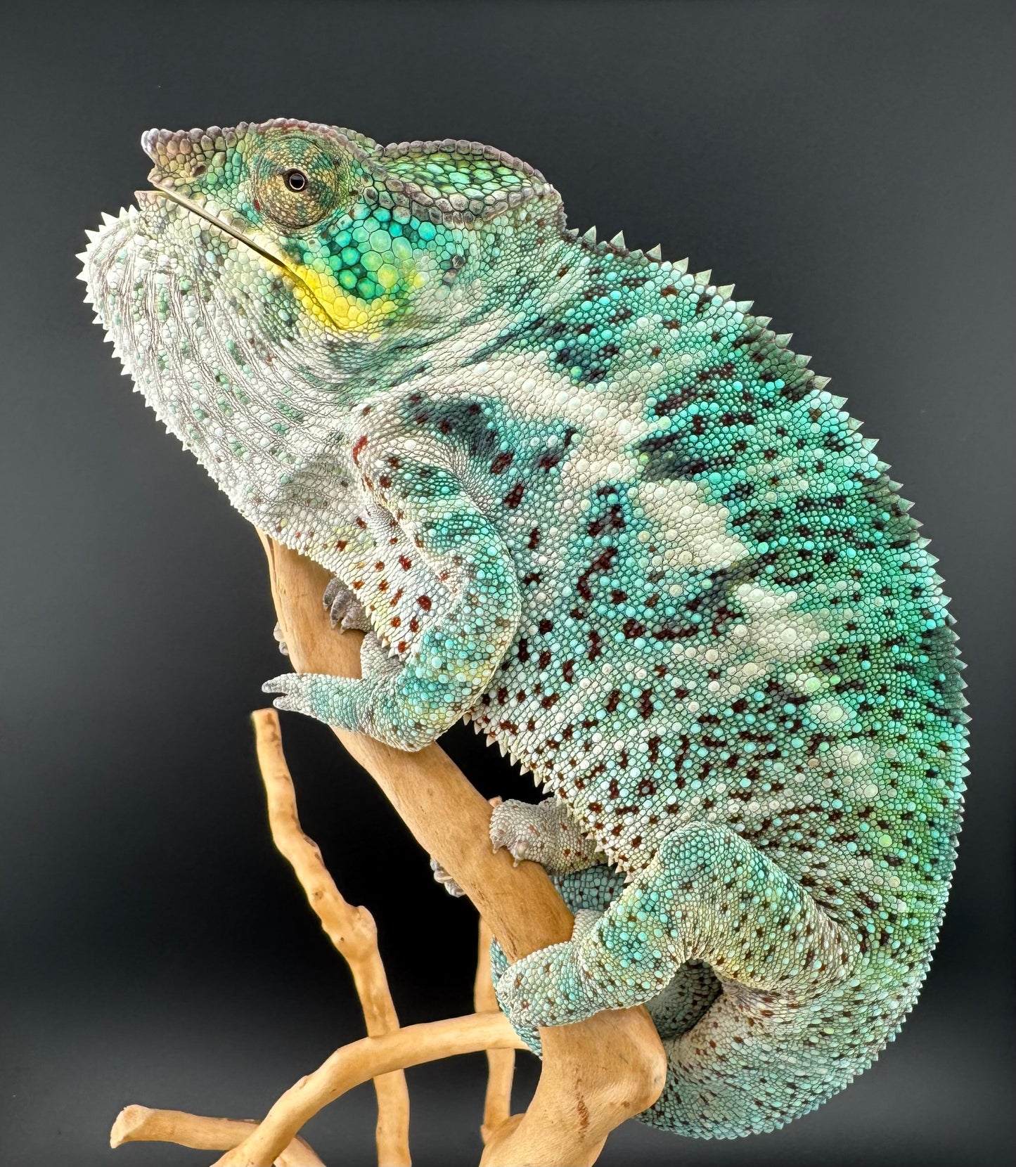 Nosy Faly Male PN-25