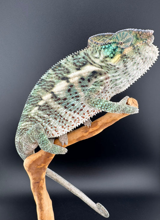 PN-9 Nosy Faly Male