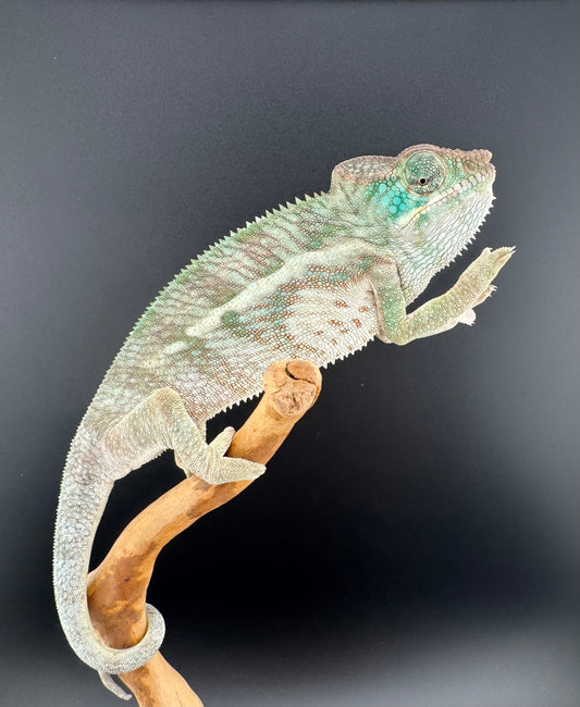 AP-31 Ambanja Male