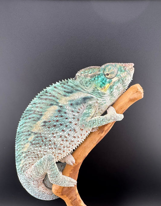 PN-30 Nosy Faly Male