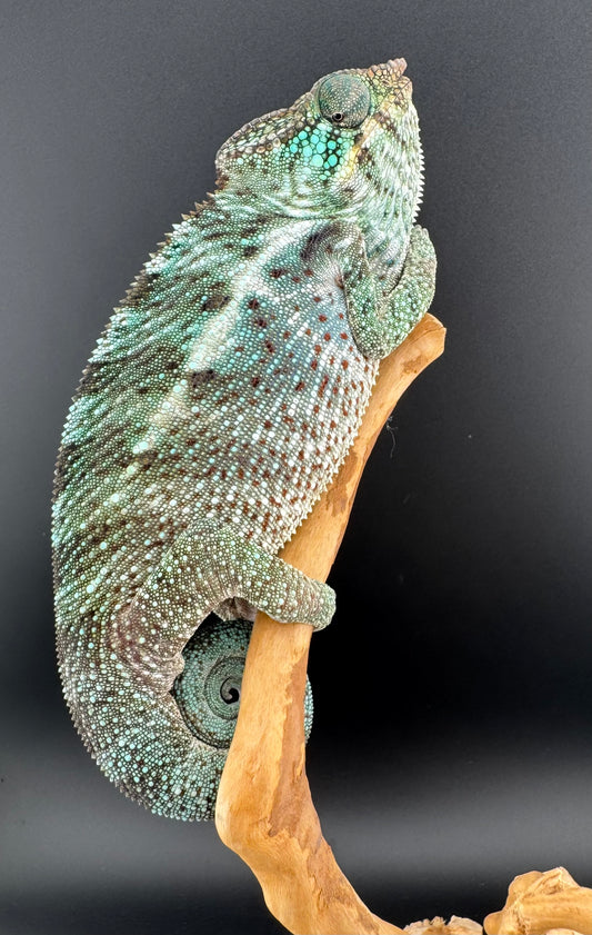 PN-26 Nosy Faly Male