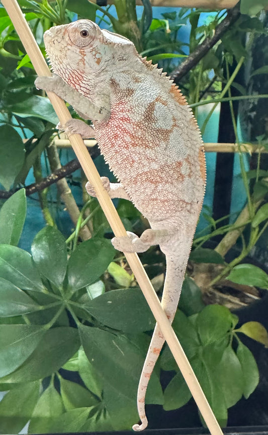 F1 Female Ambanja