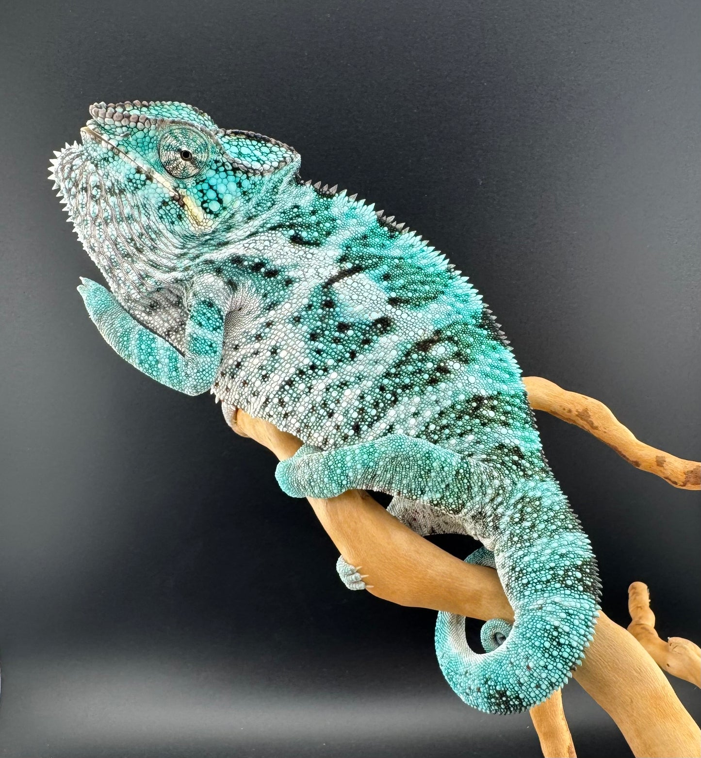 TN-5 Nosy Faly Male