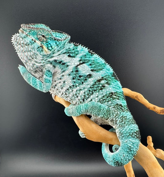 TN-5 Nosy Faly Male