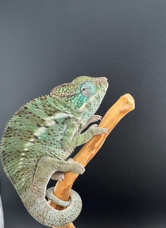 PN-31 Nosy Faly Male