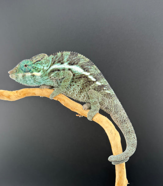 PN-20 Nosy Faly Male