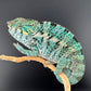 PN-32 Nosy Faly Male