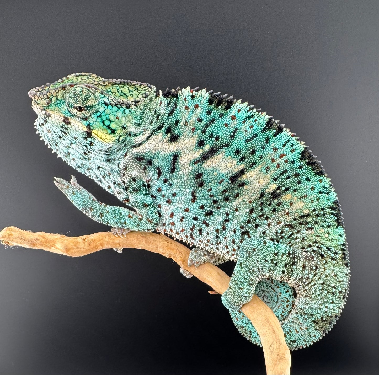 PN-32 Nosy Faly Male