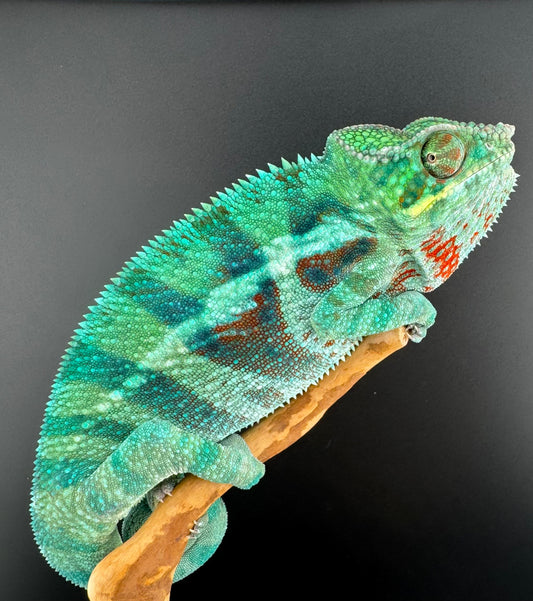 JM-4 Ambanja Male