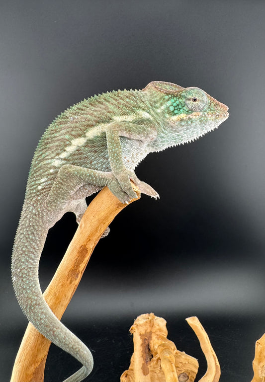 Nosy Faly Male TN-10