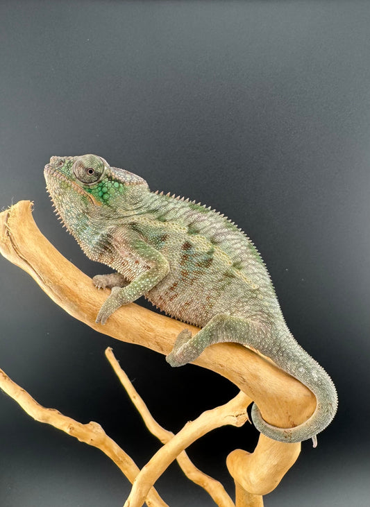 AP-36 Ambanja Male