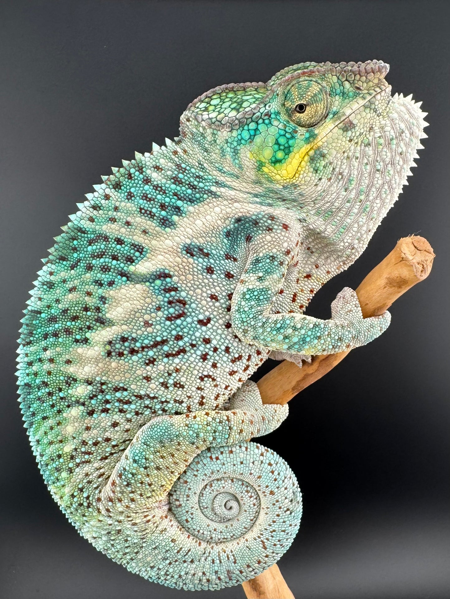 Nosy Faly Male PN-25