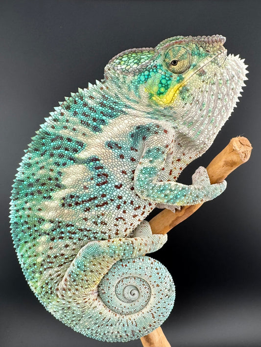 Nosy Faly Male PN-25