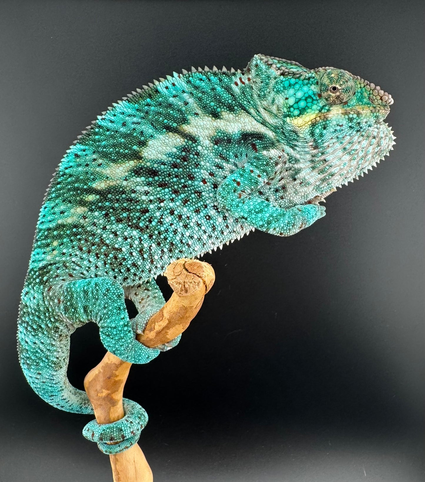 PN-13 Nosy Faly Male