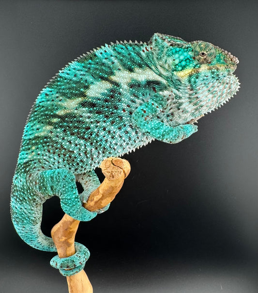 PN-13 Nosy Faly Male