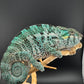 PN-32 Nosy Faly Male