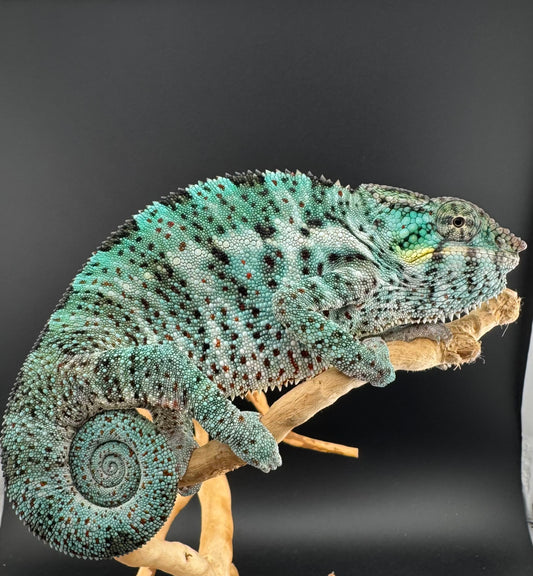 PN-32 Nosy Faly Male