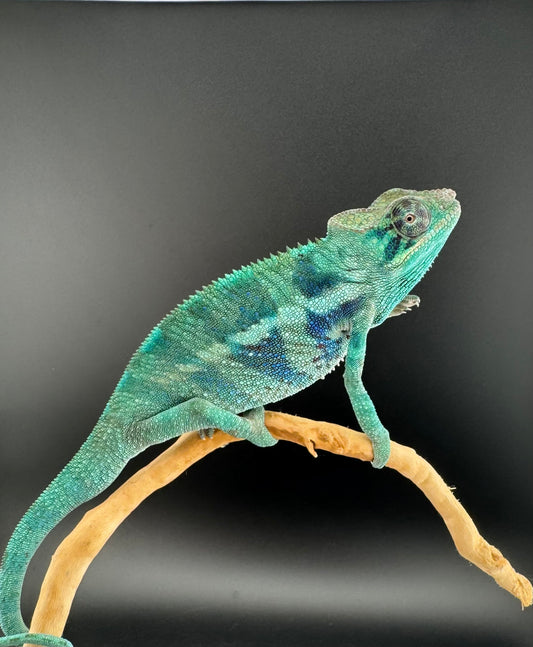 AP-29 Ambanja Male