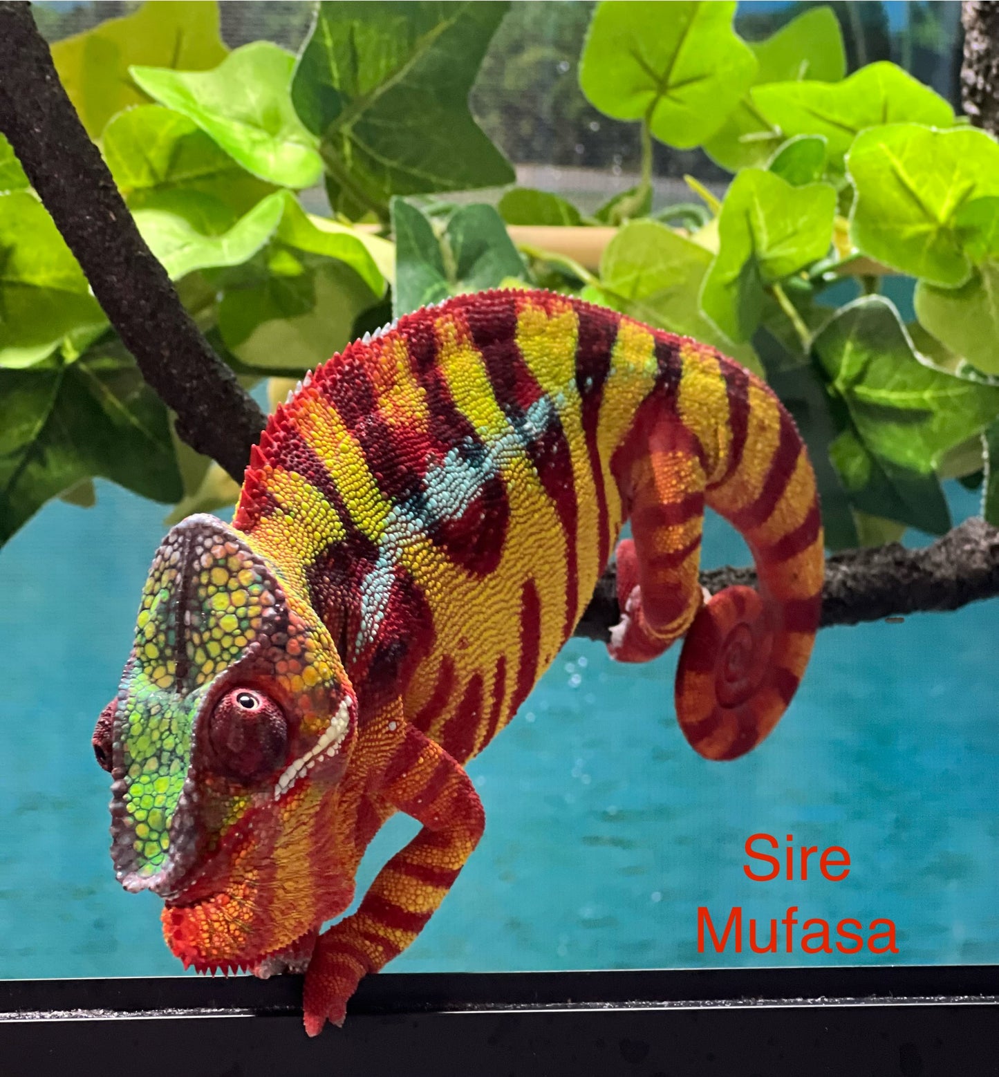 Sambava Male MSF-35 NOT SOLD OUT (Click into Listing)