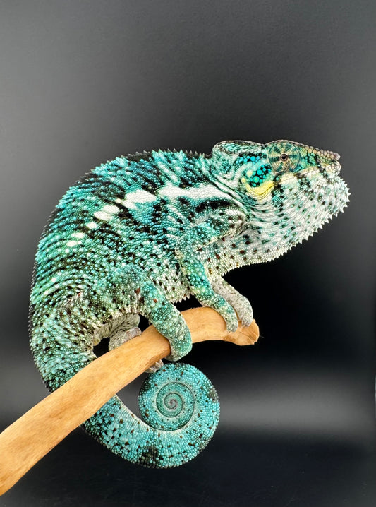 PN-18 Nosy Faly Male